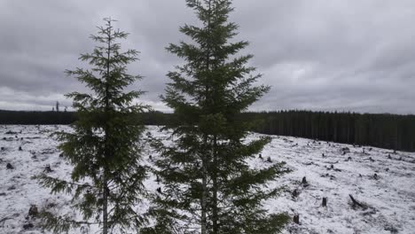 Close-up-aerial-orbit-of-a-lone-stand-of-evergreen-trees-in-the-middle-of-a-clear-cut-area,-snow-covered-ground