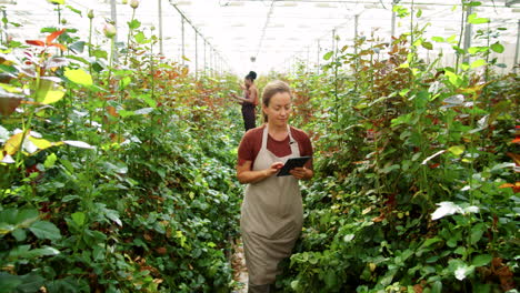 Female-Worker-Checking-Roses-and-Using-Tablet-in-Flower-Greenhouse