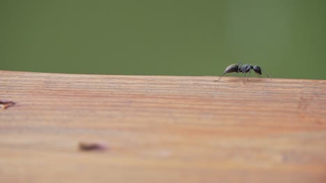 Hormiga-Carpintera-Negra-Escalando-Madera-Analizando-La-Superficie-De-Madera,-Al-Aire-Libre