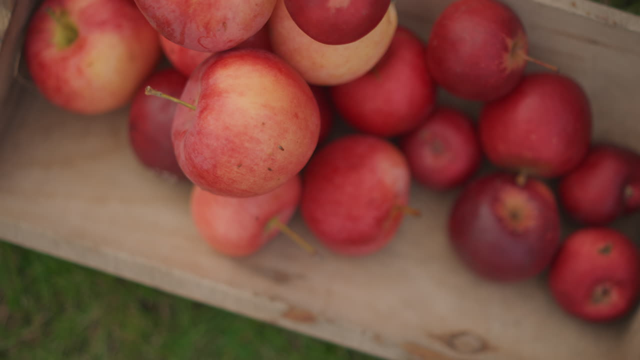 Trekasse sett ovenfra fylt med røde epler, mykt naturlig lys, gressbakgrunn, nærbilde av skallets tekstur, spredte stilker, stemning av markedsutstilling, varme høstfarger, sakte panorering over frukten.