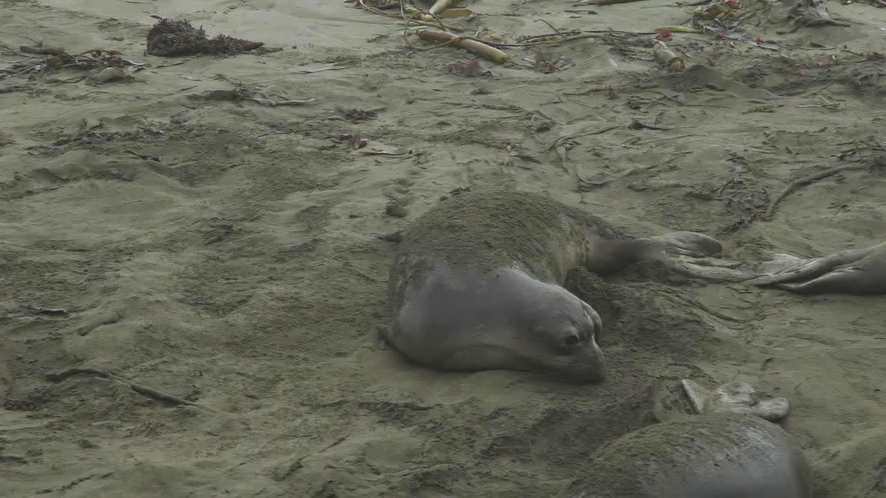 A single elephant seal is resting on a sandy beach, partially covered in sand. Seaweed and debris are scattered nearby, and the coastal environment is calm and natural.