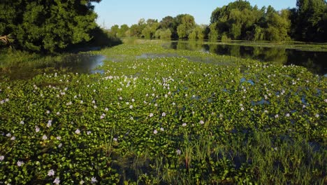 Volando-Sobre-Una-Cubierta-De-Río-Con-Flores,-Tiro-Aéreo-Por-Drones