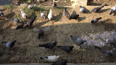 bandada de palomas salvajes hambrientas comiendo comida del suelo