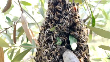 Ein-Bienenschwarm-Flog-Vom-Bienenstock-Eines-Bienenhauses-Zu-Einem-Baum,-Um-Eine-Neue-Bienenfamilie-Zu-Gründen-3