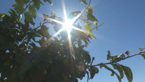 Tree Branches with Leaves in Sunny Day