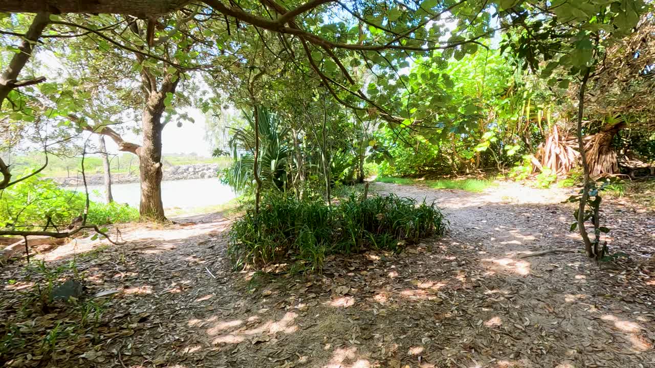 Camera moves forward on leafy forest path, dappled sunlight, lush tropical greenery, tranquil atmosphere
