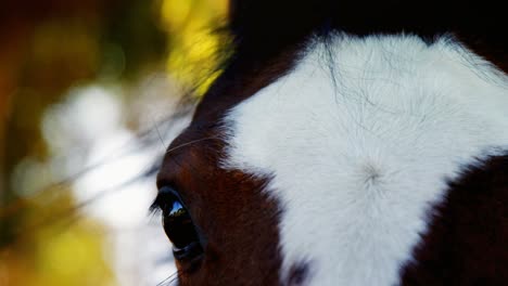 primer plano del caballo 4k