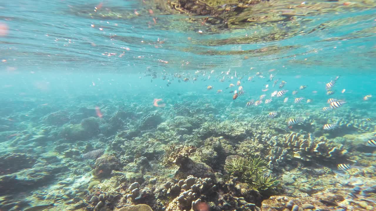 un animado arrecife de coral repleto de una multitud de peces sargento mayor nadando en armonía mientras la cámara se desliza sobre el fondo