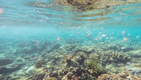 a lively coral reef teemming with a multitude of sergeant major fish swimming in harmony as the camera glides over bottom