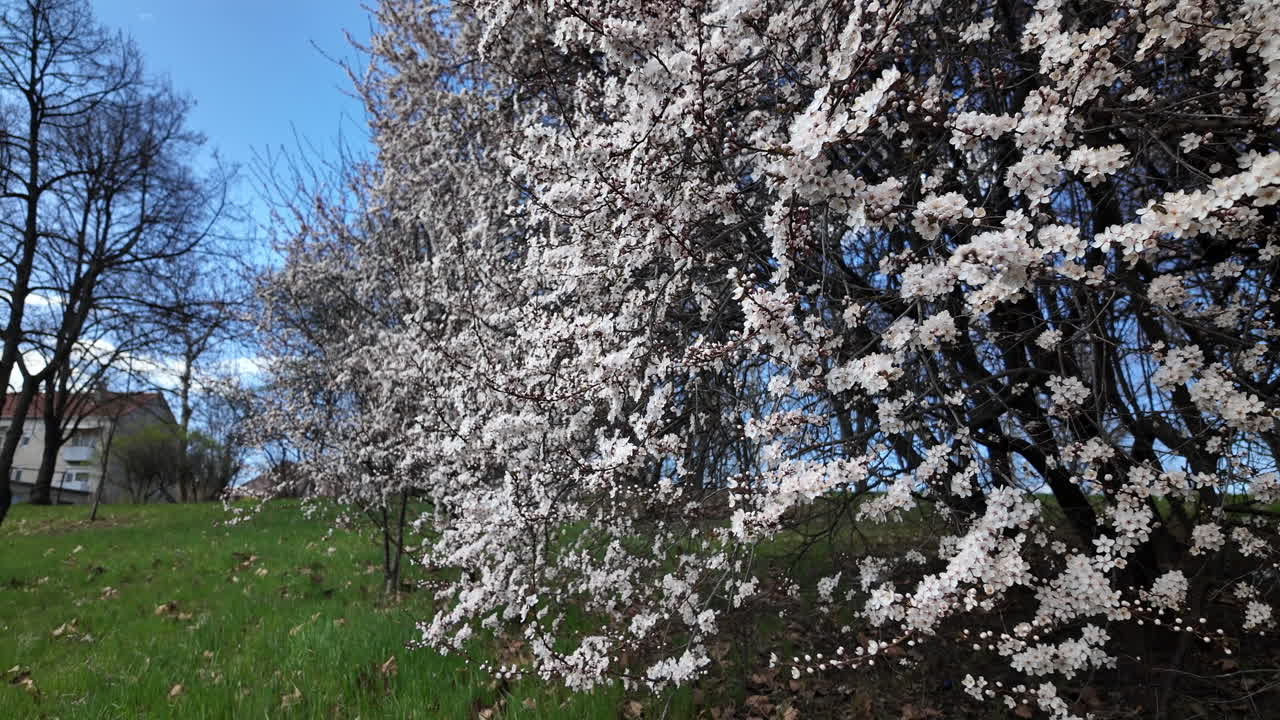 Cherry blossoms blooming beside a spring hillside