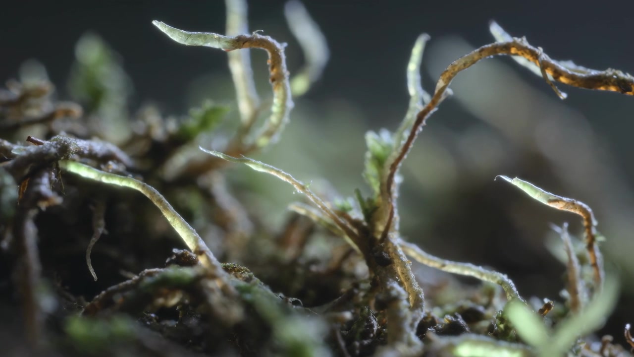 Revealing moss cluster tilting stalks with focus shifting moving across lab bench, with dew beads