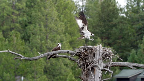 slow motion of osprey flying to nest with mate perched on a branch