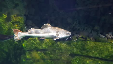 Rotschwanzwels,-Der-Sehr-Nahe-An-Der-Kamera-Schläft-Und-Dann-Von-Einem-Arapaima-Verjagt-Wird