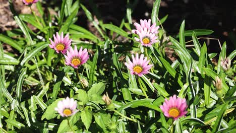 pink flowers blooming amidst green leaves