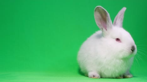 un pequeño conejo blanco sobre un fondo de chromakey.