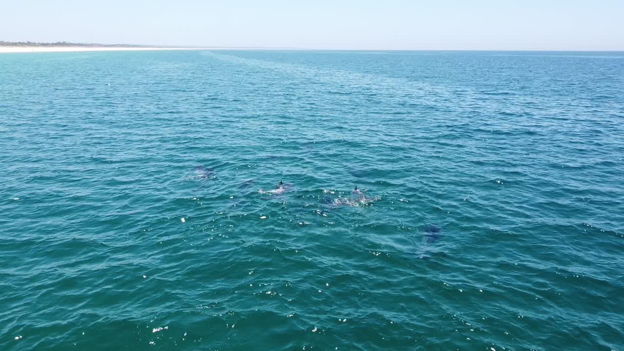 vista aérea de drones, escuela de delfines salvajes en la playa de comporta, portugal