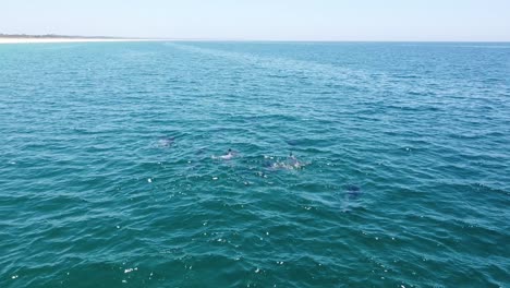 vista aérea de drones, escuela de delfines salvajes en la playa de comporta, portugal