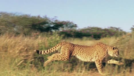 wild cheetah incredible speed running in jungle