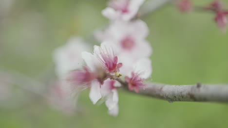 beautiful spring blossoms