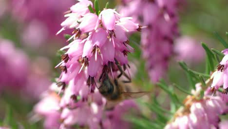 abeja salvaje escalando en flor de campana rosa y recolectando néctar sabroso en la temporada de primavera