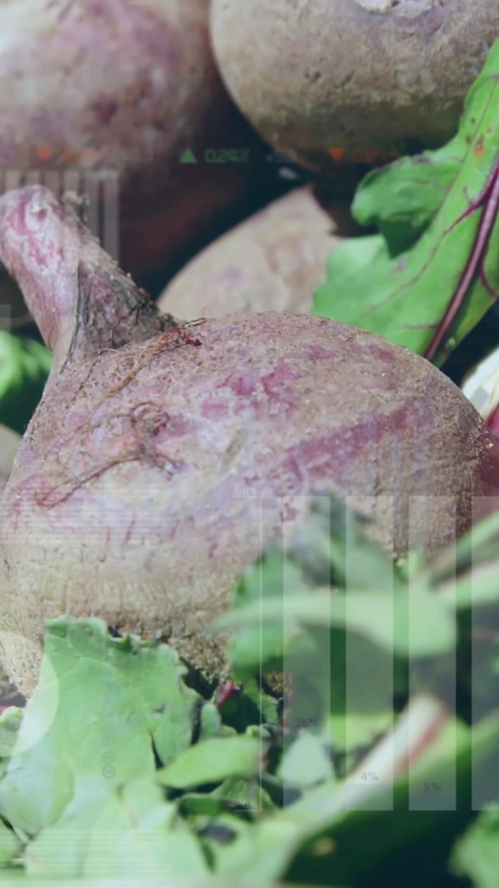 Vertical video: Camera shifting down, beet focusing for market, overlay creating vertical bars