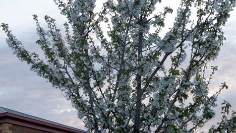 cherry blossom tree in flower during australian spring