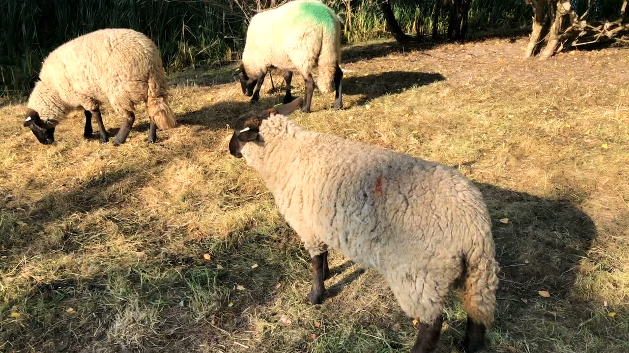 화창한 날 초원의 양
