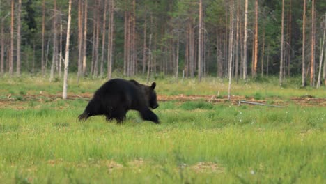 Braunbär-(Ursus-Arctos)-In-Freier-Natur-Ist-Ein-Bär,-Der-In-Weiten-Teilen-Nordeurasiens-Und-Nordamerikas-Vorkommt.-In-Nordamerika-Werden-Die-Braunbärenpopulationen-Oft-Als-Grizzlybären-Bezeichnet.