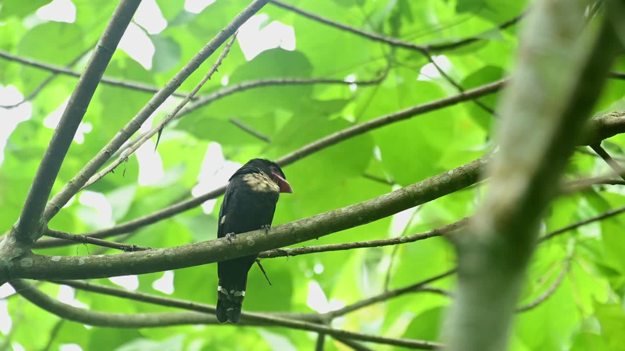 broadbill oscuro, corydon sumatranus, patrimonio mundial de la unesco, parque nacional kaeng krachan, tailandia