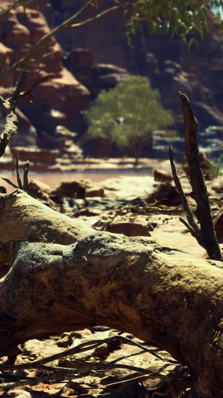 Dry landscape with rocks and dead trees near a river valley in sunlight