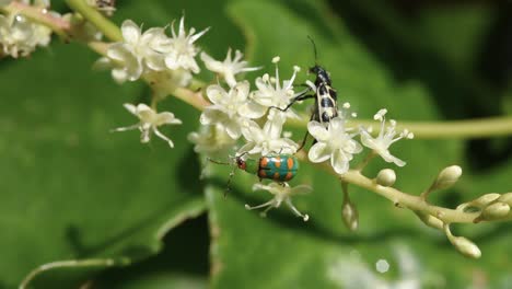 grub pin  are insects that pollinate small flowers