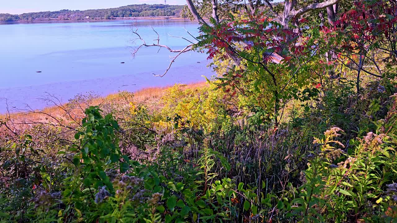 Falmouth, Maine Audubon nature preserve trail looking at another view of Aspen Trees with the Presumpscott River in the background
