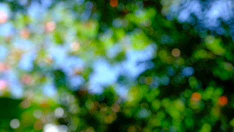 luz bokeh en el jardín