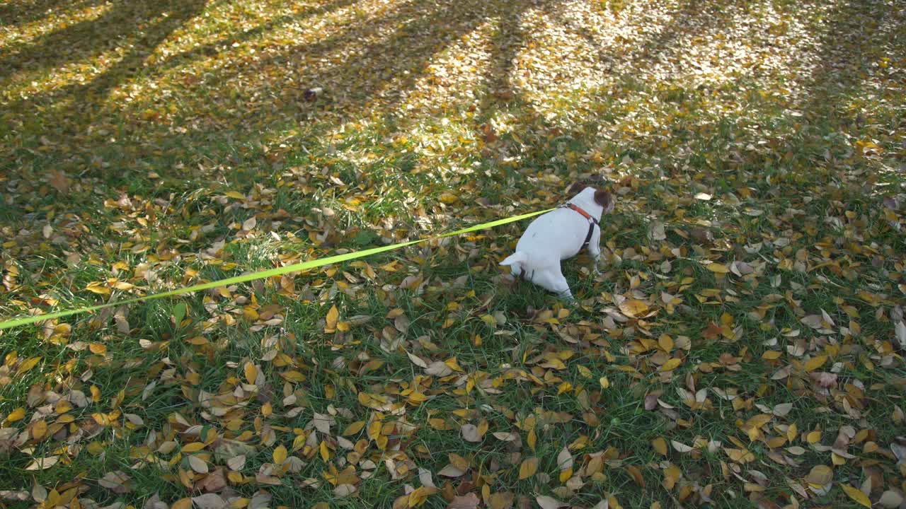 반려동물은 필요를 해소하고 소유자는 개 꺼기를 패키지로 제거합니다.