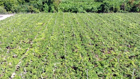 sobrevuelo aéreo creciendo campos de viñedos exóticos en niba, república dominicana durante el día soleado