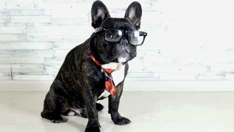 french bulldog with glasses and tie sitting licking