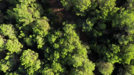 Antena-Ascendente-De-Arriba-Hacia-Abajo-De-Las-Copas-De-Los-árboles-En-La-Iluminación-Forestal-De-Las-Bengalas-Solares-En-La-Naturaleza