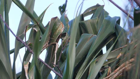 Teddy-Bear-Bee-Flying-Around-Leaves-Of-Screwpine-Plants-At-Daytime