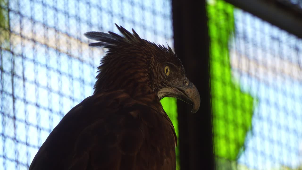 Close up shot of a Philippine hawk-eagle (Nisaetus philippensis) in the enclosure