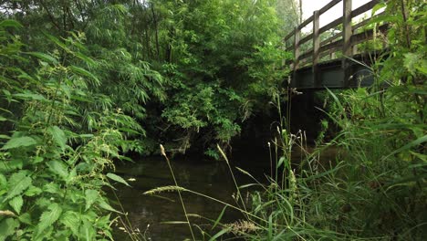 Tracking-shot-of-wooden-bridge-over-river-among-tall-green-bushes