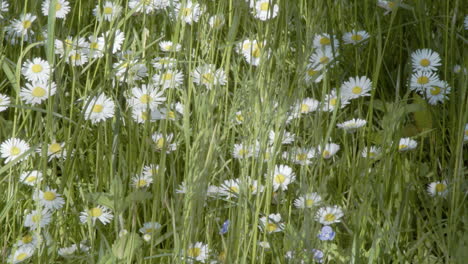 close up of unmowed lawn, daisies and grass growing in summer garden