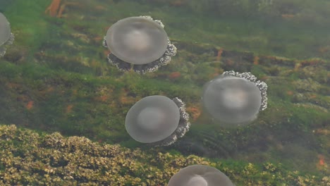 jellyfish moving slowly on the surface of the sea near the coast of dubai, united arab emirates