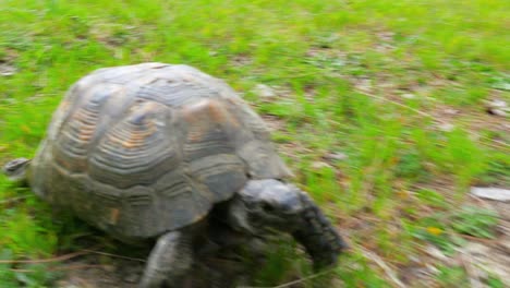 turtle on grass