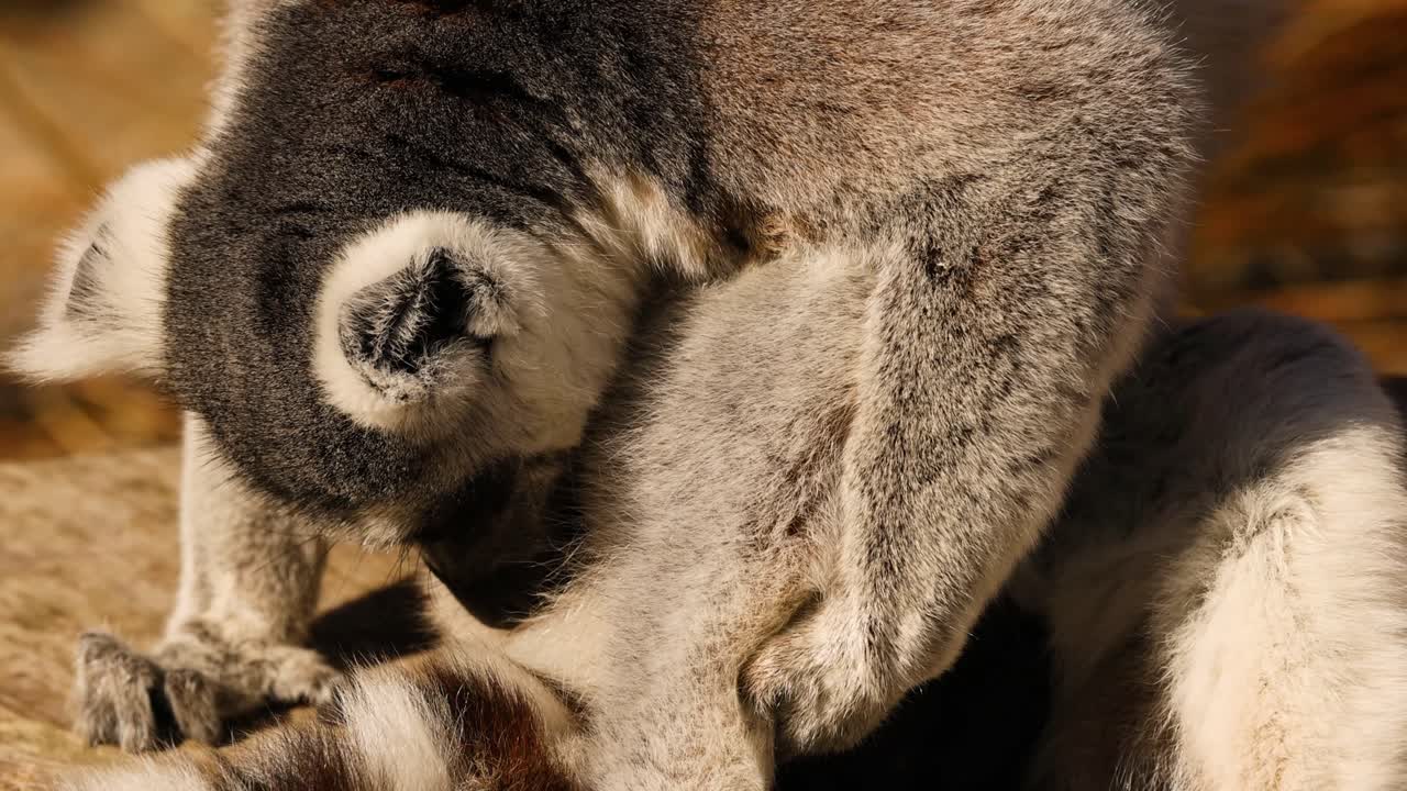 un lémur limpiando a otro lémur en una vista de cerca