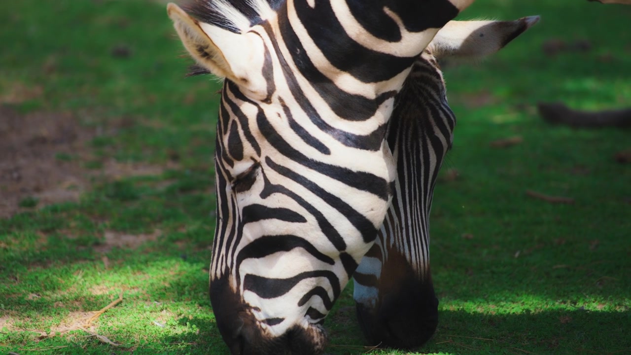 Coppia di zebre che pascolano su un prato verde