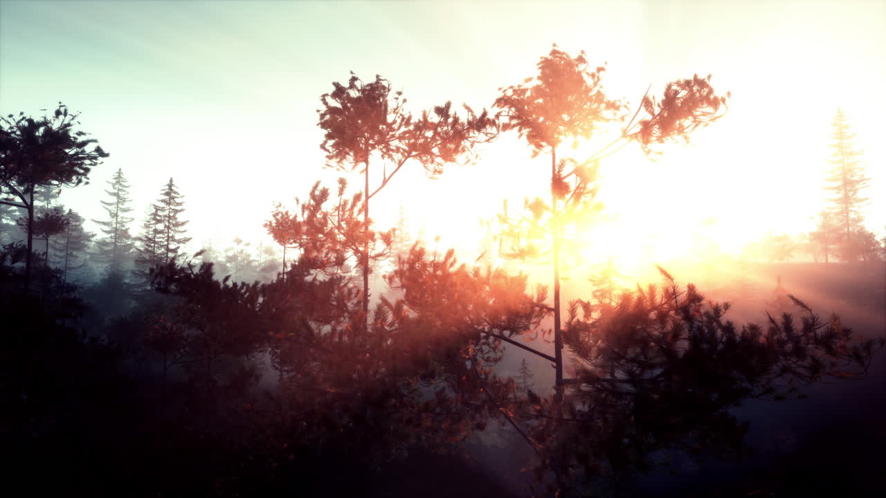 안개 가 가득 한 소나무 숲 에서 해가 뜨는 것