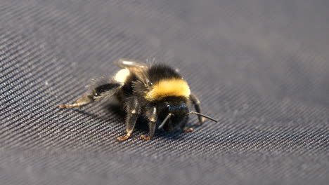 Hummel-Makro-Nahaufnahme-Erschossen