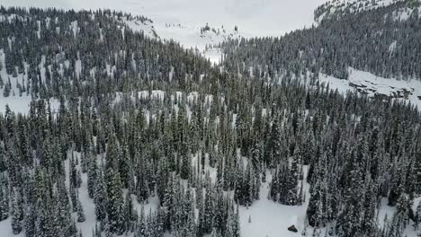 Drone-Volando-Lentamente-Bajo-Sobre-Las-Copas-De-Los-árboles-En-Invierno