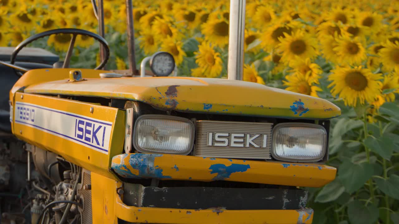 Eine Nahaufnahme eines gelben Traktors, der bei Sonnenuntergang in einem blühenden Sonnenblumenfeld steht
