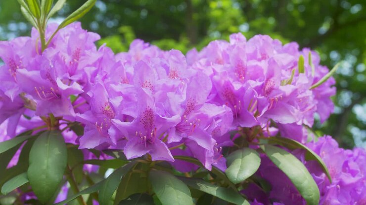 Tre grandi fiori viola su un cespuglio verde